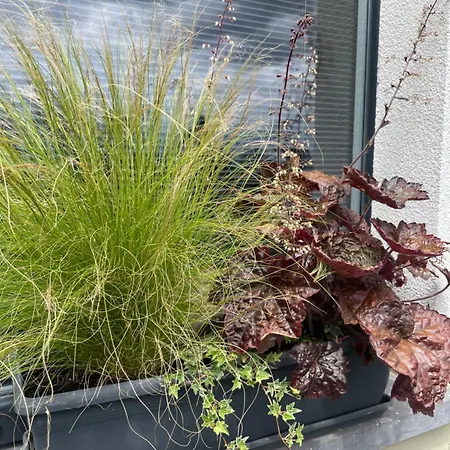 Le Daguet Pour 4 Hébergement de vacances *